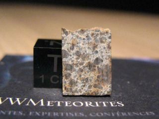 Meteorite Nwa 10290 - L4 With Big Well Formed Chondrules (only 5 25 Matrix)