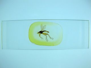 Antique Microscope Slide.  Insect.  Whole Specimen (unlabelled).
