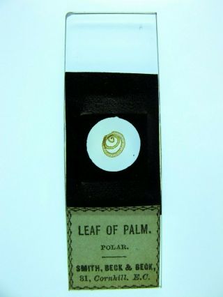 Antique Microscope Slide By Smith,  Beck & Beck.  " Leaf Of Palm.  Polar ".