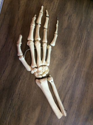 Anatomical Anatomy Teaching Full Size Human Skeleton Hand Model