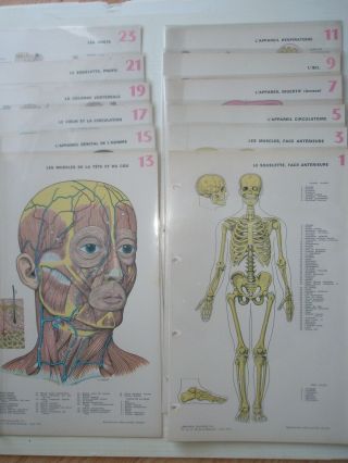 Anatomical Atlas Vintage Prints,  (24),  1960 