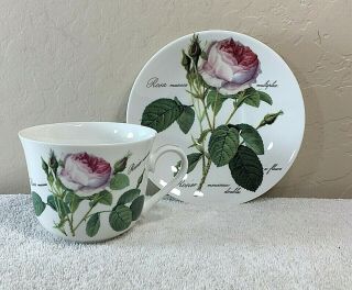 Roy Kirkham Redoute Roses Chatsworth Fine Bone China Cup And Saucer