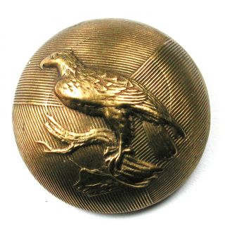 Antique Brass Button Eagle On Branch W Detaild Back Mark Extra 13/16 "