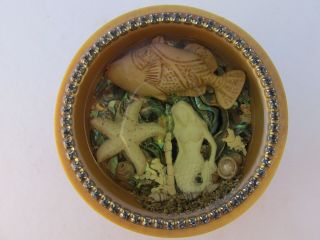 Vegetable Ivory Studio Button,  Aquarium With Fish,  Mermaid And Starfish