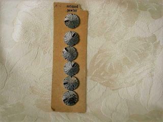 6 Vintage Antiqued Pewterr Sand Dollar Sea Urchin Buttons 3/4 In.