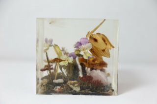 Vintage William W Rolfe Terrarium Mushroom Butterfly Lucite Paperweight 3