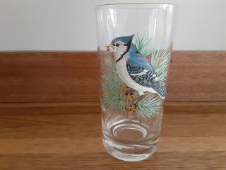 Vtg West Virginia Glass American Songbirds Pitcher & 5 Glasses.  1960 