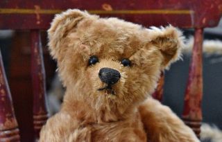 Antique 13” Steiff Cinnamon Teddy Bear With Button