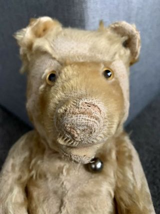 Rare Antique Early 1900s Steiff 13” Teddy Baby Bear Ff Button Long F Blonde Look