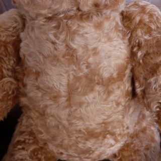 Rare Vintage Steiff Teddy Bear Maximilian Limited Edition 1308/1500 5