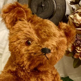 19” ANTIQUE 1920s RARE GUND CINNAMON MOHAIR TEDDY BEAR IN 6
