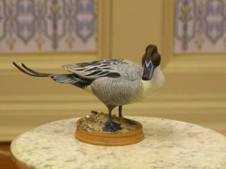 Frank M.  Balestrieri Pintail Duck " Single & Looking " Artisan Dollhouse Miniature