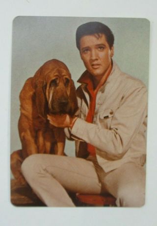 Color Photo Elvis With Basset " Hound Dog " Mgm Studios