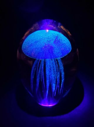 Dynasty Gallery Glass Aqua Blue Jellyfish Black Lite Reactive & Glow In The Dark