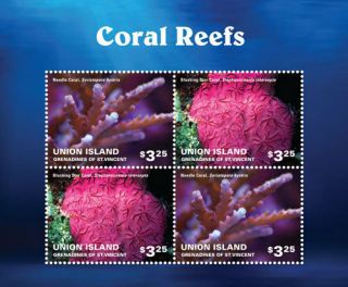 Union Islands Grenadines Of St.  Vincent - 2014 - Fauna - Coral Reef