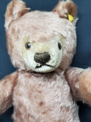 Vintage Antique Steiff Teddy Bear Brown 13 " Jointed Metal Button Tag