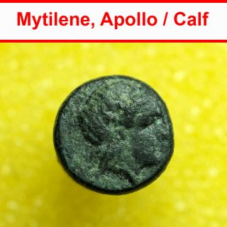 00649 Ancient Greek Coin Mytilene Lesbos Ae8mm Apollo / Calf 