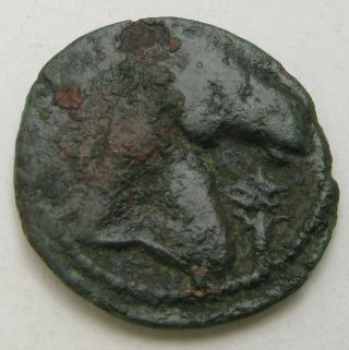 Carthage (zeugitania) Ae Sheqel Nd (290 - 260 Bc) - Bronze - 710