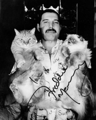 Freddie Mercury - Signed 8 X 10 Photo - Reprint