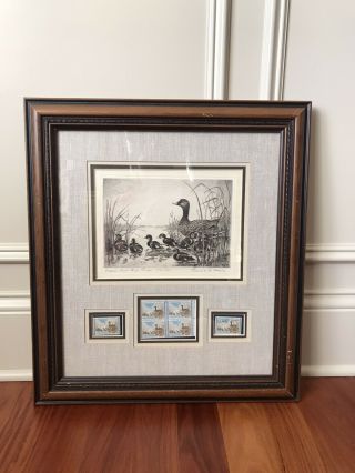 Rw - 28 1961 - 62 Federal Duck Stamp Print,  Signed Stamp,  Single & Plate Block