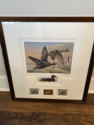 1996 - 1997 Federal Duck Stamp Print " Surf Scooter " Executive Ed Wilhelm Goebel