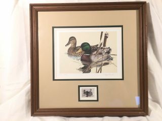 First Texas Duck Stamp Print 1981 And Duck Stamp By Larry Hayden - Framed