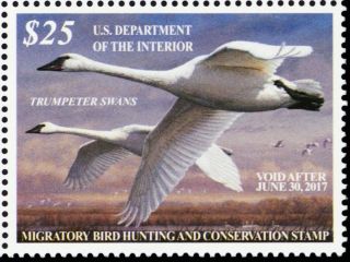 Rw83,  Vf Nh 2016 Trumpeter Swans Federal Duck Stamp - Stuart Katz