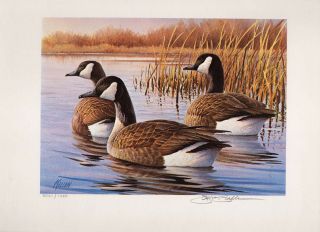 Pennsylvania 2 1984 State Duck Stamp Print Canada Geese By James Killen