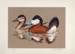 Rw48 1981 Federal Duck Stamp Print Ruddy Duck By John Wilson List $225