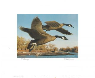 Colorado 1 1990 State Duck Stamp Print Canada Geese By Robert Steiner