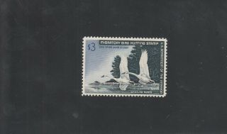 Rw33 Whistling Swans Nh Duck Stamp Cv $100
