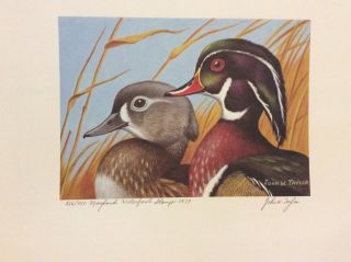 In Folio 1979 Maryland Duck Stamp Print John Taylor