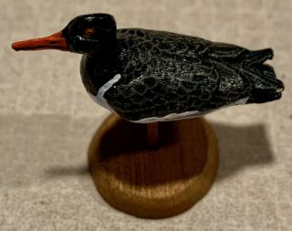 1:12 Scale 2008 Doug Guy Hand Carved And Hand Painted Oystercatcher Bird