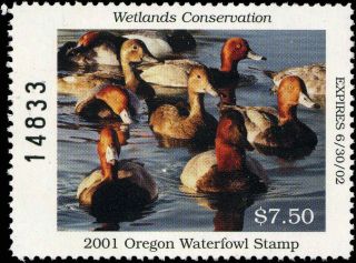 Oregon 18 2001 State Duck Stamp Canvasbacks By Robert Steiner