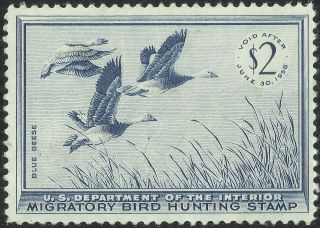 Scott Rw22,  The 1955 Blue Geese Migratory Bird Hunting Stamp -