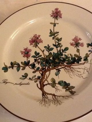 Lovely Set Of 4 Villeroy & Boch Salad Plates Botanical Thymus Pulegioides 8.  25 "