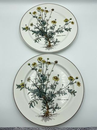 Villeroy & Boch Botanica Anthemis Tinctoria 10.  5 " Dinner Plate - Set Of 2