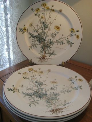Set Of 4 Villeroy & Boch Botanica Dinner Plates “anthemis Tinctoria " 10 3/4 "