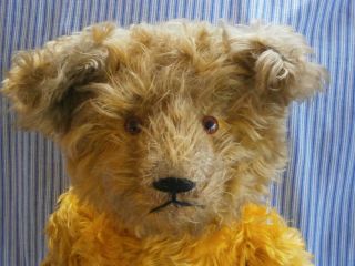 Lovely Large Antique Golden Fluffy Teddy Bear Circa 1930 