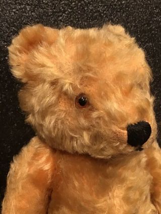 1950s Steiff Teddy Bear 14” Curly Straw Gold Mohair Jointed Glass Eye Minty L@@k