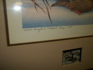 1974 First Maryland Duck Stamp Print 2