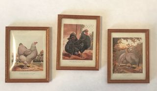 1 - Vintage Dollhouse Miniature Pictures Of Chickens,  1:12” Scale