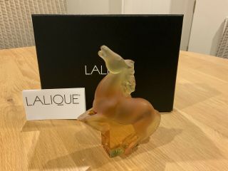 Lalique Cheval Kazak Amber Crystal Rearing Horse,  Boxed Stunning And Signed