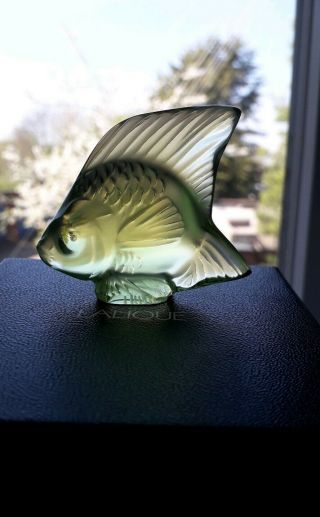 Lalique Fish,  Rare/unusual Colour,  Anise Special,  Angel Fish.  Bnib Gift Idea