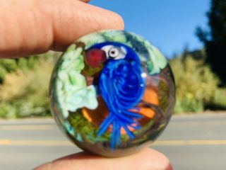 Incredible Signed Hand Crafted Lampworked Encased Parrot Art Glass 1.  25 " Marble