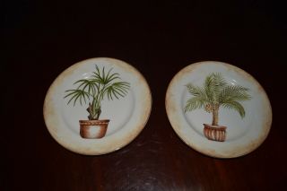 (2) American Atelier " Tropical Palm " Salad/dessert Plates 8 " Porcelain