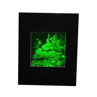 3d Shark (reef) Hologram Picture Matted,  Collectible Polaroid Photopolymer Film