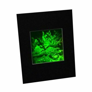 3D Shark (Reef) Hologram Picture MATTED,  Collectible Polaroid Photopolymer Film 2