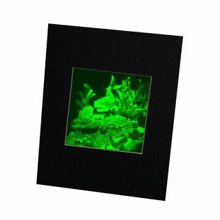 3D Shark (Reef) Hologram Picture MATTED,  Collectible Polaroid Photopolymer Film 3