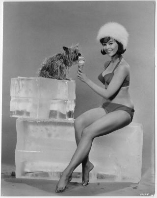 1964 Yvonne Craig Barefoot Pin - Up Girl Photograph Bikini Bathing Beauty